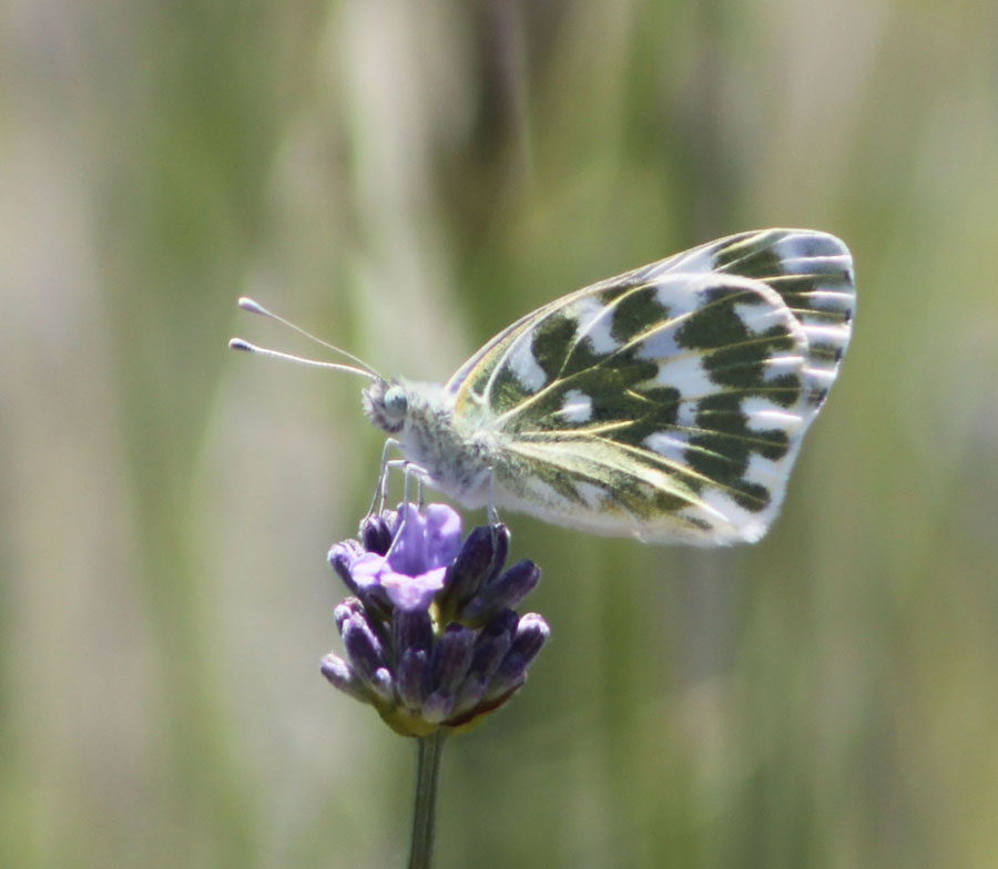 Pontia edusa ?